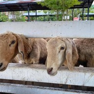 ณ Khonyok Sheep Farm & Cafe