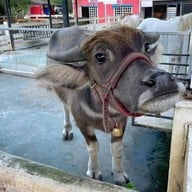 ณ Khonyok Sheep Farm & Cafe