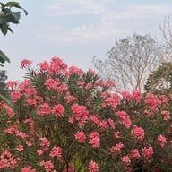 สังคมวิลเลจ หนองคาย