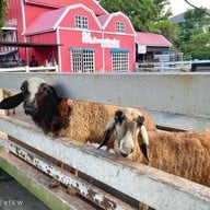 ณ Khonyok Sheep Farm & Cafe