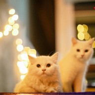 Old school Mala-BBQ ตรงข้ามตลาดหน้าค่าย