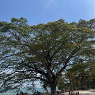 Bambu beach club