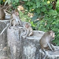 สวนสัตว์เปิดเขาเขียว (เขาเขียวไนท์ซาฟารี)