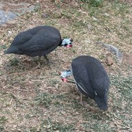 ภูผาแรด มุมลับเขางู