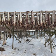 Fiskehjell L Henningsvær