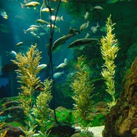 บรรยากาศ Osaka Aquarium Kaiyukan
