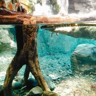 บรรยากาศ Osaka Aquarium Kaiyukan