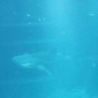 บรรยากาศ Osaka Aquarium Kaiyukan
