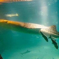 บรรยากาศ Osaka Aquarium Kaiyukan
