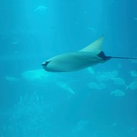 บรรยากาศ Osaka Aquarium Kaiyukan