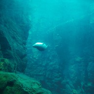 บรรยากาศ Osaka Aquarium Kaiyukan