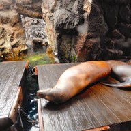 บรรยากาศ Osaka Aquarium Kaiyukan