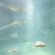 บรรยากาศ Osaka Aquarium Kaiyukan