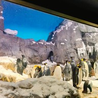 บรรยากาศ Osaka Aquarium Kaiyukan
