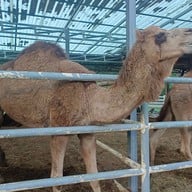 Camel Republic