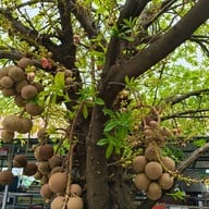 วัดแสงสิริธรรม