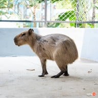G&G Ratchaburi
