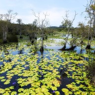 บรรยากาศ สวนพฤกษศาสตร์ระยอง