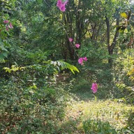 Pang-Hai Coffee Shop (ปางไฮคอฟฟี่ช็อป)