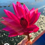 บรรยากาศ ทะเลน้อย