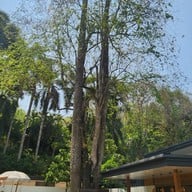 บ้านสวนกาแฟ
