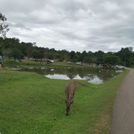 อุทยานแห่งชาติเขาใหญ่