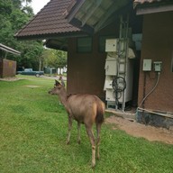 อุทยานแห่งชาติเขาใหญ่