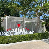 Dog'C Blog Felicita