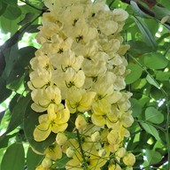 ครัวแล้วแต่คริส