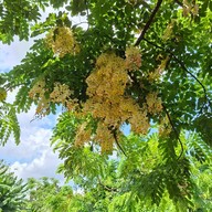 ครัวแล้วแต่คริส