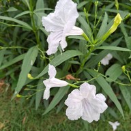 ศูนย์กีฬาทางน้ำบึงหนองบอน