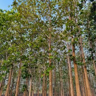 Chatrium Golf Resort Soi Dao Chanthaburi