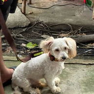 Mesook Farm (มีสุข ฟาร์ม)