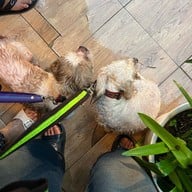 Mesook Farm (มีสุข ฟาร์ม)