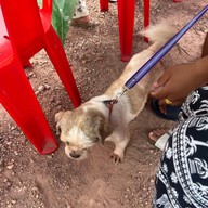 Mesook Farm (มีสุข ฟาร์ม)