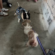 Mesook Farm (มีสุข ฟาร์ม)