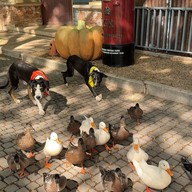 บรรยากาศ The Scenery Vintage Farm