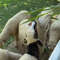 บรรยากาศ The Scenery Vintage Farm