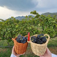 GranMonte Vineyard and Winery เขาใหญ่