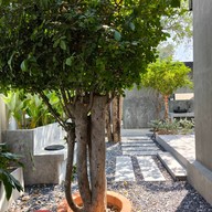 Tichila's Garden