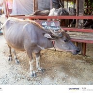 ตลาดน้ำอโยธยา