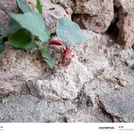 วัดไชยวัฒนาราม