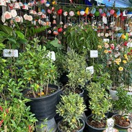 ตลาดธนบุรี (สนามหลวง 2)