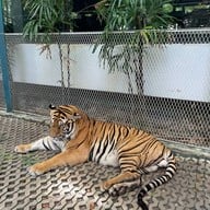 Tiger Park Pattaya
