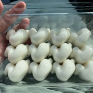 วุ้นคุณอุ๊