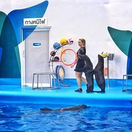 Pattaya Dolphinarium
