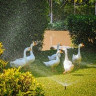 Rancho Charnvee Resort & Country Club, Khaoyai