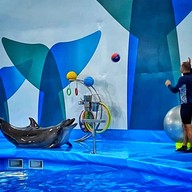 Pattaya Dolphinarium