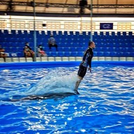 Pattaya Dolphinarium