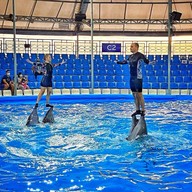 Pattaya Dolphinarium